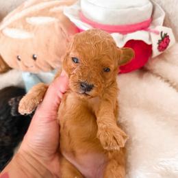 Jam - Apricot female Poodle puppy in Kula, Hawaii from Toy Poodle & Maltipoo Maui
