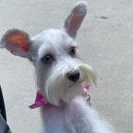 Miniature Schnauzer puppies from Genesis Tiny Schnauzers