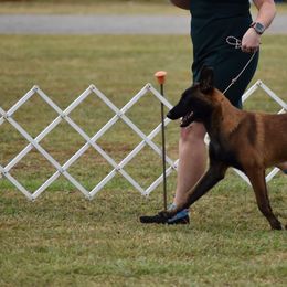 Belgian Malinois Puppies from Fromage Malinois