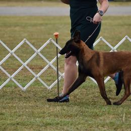 Belgian Malinois Puppies from Fromage Malinois