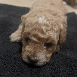 Cavapoo, Cockapoo, Goldendoodle, and Maltipoo Puppies from Perdue Puppies