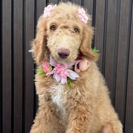 Maya - Apricot female Goldendoodle puppy in Miami, Florida from Fabulous Puppies by Julie