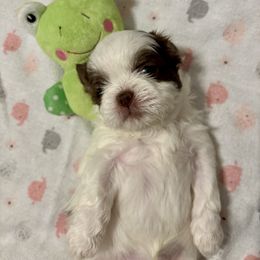 Star - Liver and white female Shih Tzu puppy in Springboro, Ohio from Shih Tzus of Springboro LLC.