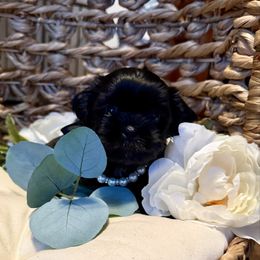 Liz (Ebony) - Black female Shih Tzu puppy in Sherman, Texas from Shannon’s Sweet and Sassy Shih Tzu’s