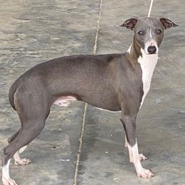 cyan - Italian Greyhound
