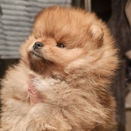 Pomeranian puppies from Cardián Pomeranians