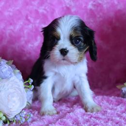 Tri Male- Parents Have Excellent Health Test's - Tri-color male Cavalier King Charles Spaniel puppy in Pasadena, Maryland from Promise Land