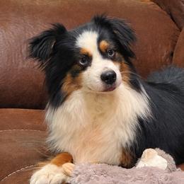 Skye - Black tri female Toy Australian Shepherd puppy in Ottumwa, Iowa from Cross Bar