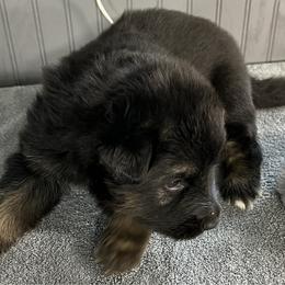Girl 1 pink - Bi-color female German Shepherd puppy in Sharon Grove, Kentucky from Julie’s Shepherds