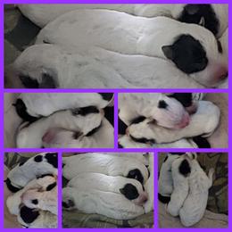 Violet - Blue female Australian Cattle Dog puppy in Monterey, Tennessee from Quarter Acre Farms