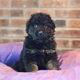 Tammy - Black and red German Shepherd puppy in Columbus, Indiana from Stony Lonesome GSD