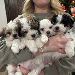 Dachshund and Shichon Puppies from J & C Puppies