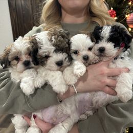 Dachshund and Shichon Puppies from J & C Puppies