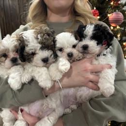 Dachshund and Shichon Puppies from J & C Puppies