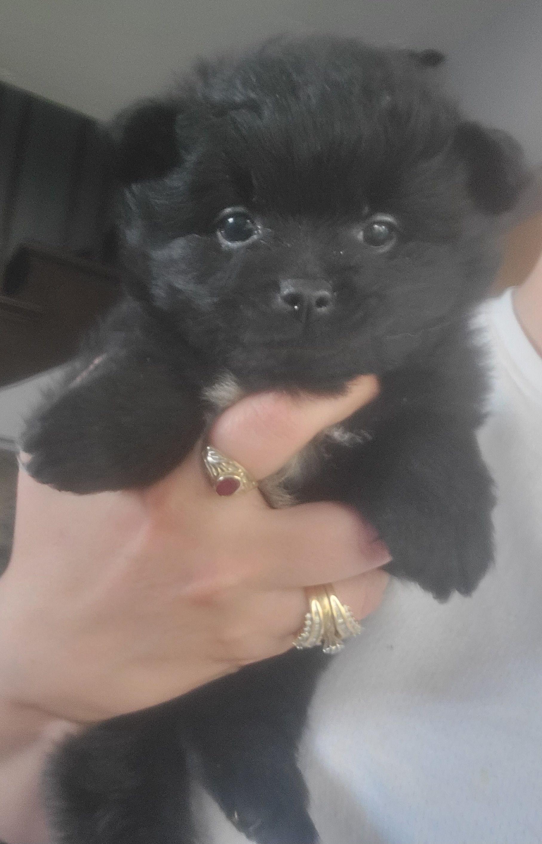 Pomeranian Puppies from Mother of Poms