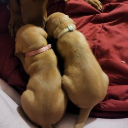 Vizsla Puppies from Western Tennessee Vizslas