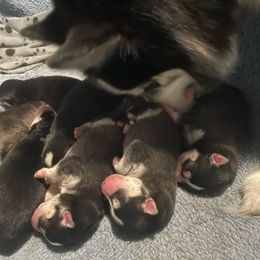 Pomsky puppies from Alyssa's Pomskies