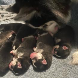 Pomsky puppies from Alyssa's Pomskies