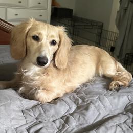 Elliot - Dachshund