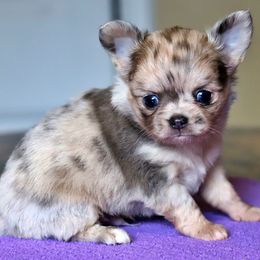 Merle - Merle male Chihuahua puppy in Marcy, New York from Dralion Chihuahuas