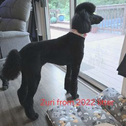 Zuri - Poodle