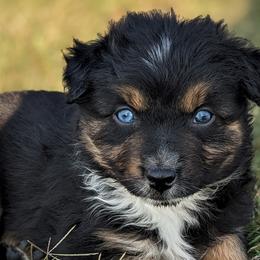 Girl 5 - Black tri-color Australian Shepherd puppy in Touchet, Washington from Frog Hollow Aussies