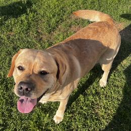 Labrador Retrievers from Tidal Retrievers