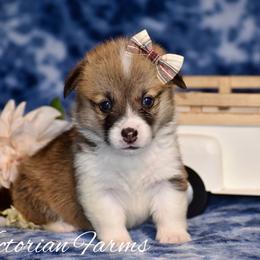 Rose - Red female Pembroke Welsh Corgi puppy in East Canton, Ohio from Victorian Farms