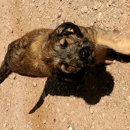 Girl 1 - Labradoodle puppy in Roswell, New Mexico from Sunny Day Sidekicks