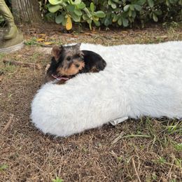 Anabel - Black and gold female Yorkshire Terrier puppy in Naples, Florida from Puppies Forever 💙❤️🐶