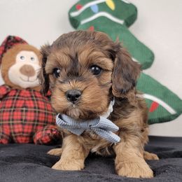 Jack - Brown male Cavapoo puppy in Temecula, California from Oodles O'Doodles