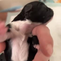 Shih Tzu Puppies from Shih Tzu Dreams Come True