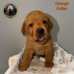 Chance Orange Collar - Yellow male Labrador Retriever puppy in Elloree, South Carolina from Moonlight Kennels LLC
