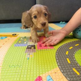 Girl 4 - Cream female Dachshund puppy in Lancaster, South Carolina from Oakview Kennels