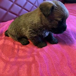 Cairn Terrier Puppies from Shining Waters Farm