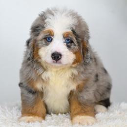 Convoy (socialization program student) - Merle male Bernedoodle puppy in Dundee, Ohio from Down Home Doodle
