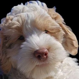 Yellow Ghiraldelli - Caramel cream Australian Labradoodle puppy in San Antonio, Texas from HighStar ALD, Inc.