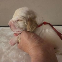Boy Five 2700 - Red and white male Basset Hound puppy in Denison, Texas from Emma Lou's Baby Bassets