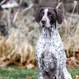 German Shorthaired Pointers from Flower Creek
