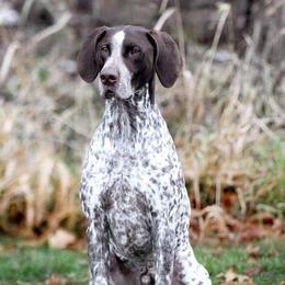 German Shorthaired Pointers from Flower Creek