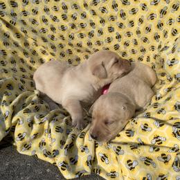 Yellow Girl - Yellow female Labrador Retriever puppy in Geneva, Florida from Salty Duck Retrievers