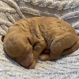 Copper - Red  male Goldendoodle puppy in Calhoun, Georgia from FamilyLoved Doodles