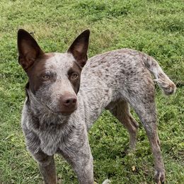 Mondo - Australian Cattle Dog