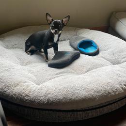 Adella - Chihuahua