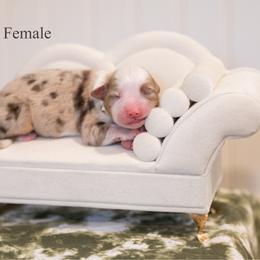 Peach pie - Red merle female Miniature American Shepherd puppy in Groesbeck, Texas from Epic Miniature American Shepherds