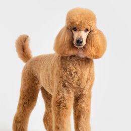 Alya - Poodle