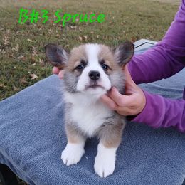 Spruce Boy 3 - Red male Pembroke Welsh Corgi puppy in Redfield, Kansas from Owenby's Corgi's