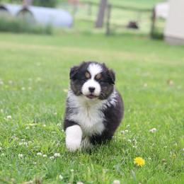 Millie - Black tri-color female Australian Shepherd puppy in Bagley, Iowa from Diamond M Aussies
