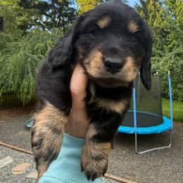 Cinder - Black and tan female Dachshund puppy in Kingston, Washington from Little Doxie Farm