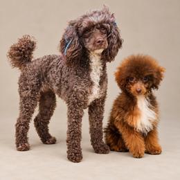 Poodle puppies from The Douglas Dudes